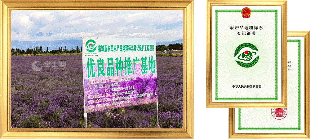 香蕉电影网霍城薰衣草農產品地理標誌保護工程