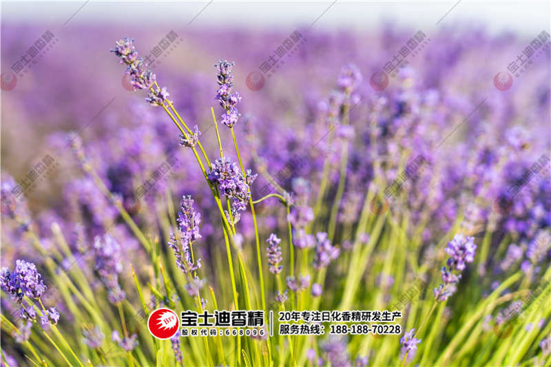 薰衣草（cǎo）香精