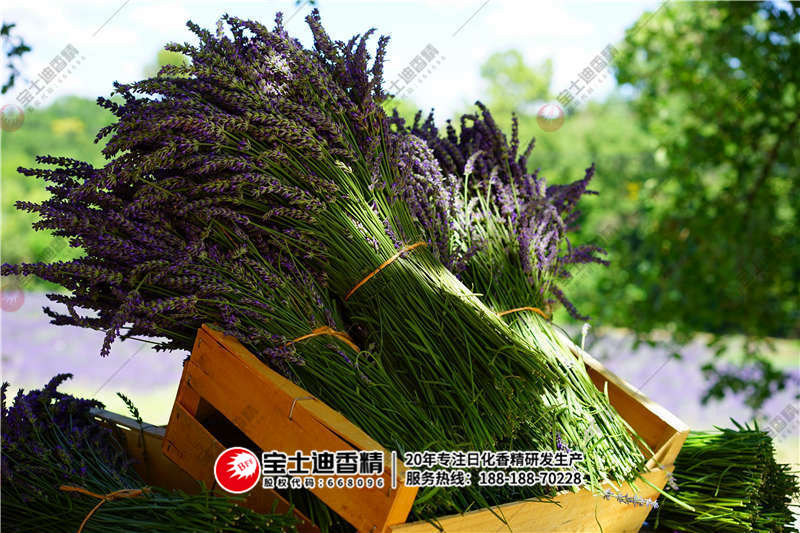 薰（xūn）衣草（cǎo）香精