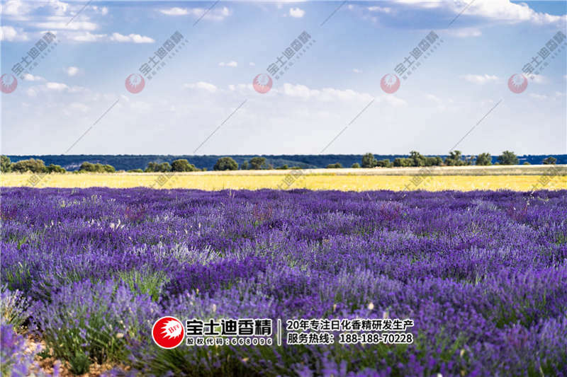 薰衣草