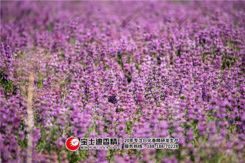 薰衣草