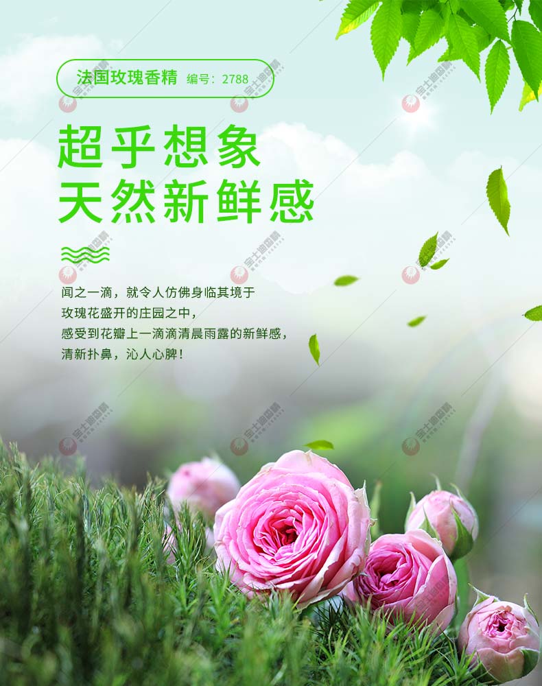 法國玫瑰(guī)香精(jīng)封麵簡介 法國玫瑰香精封麵簡介