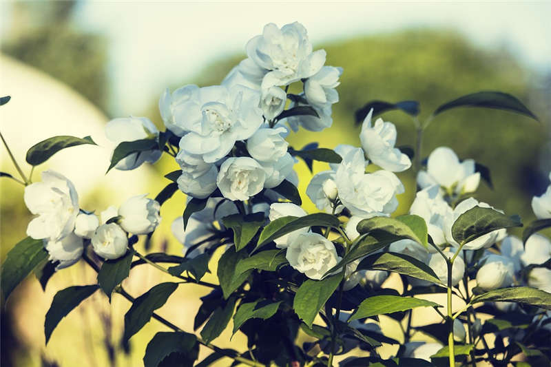 茉莉花盛開